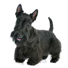 Image showing Scottish Terrier