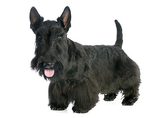 Image showing Scottish Terrier