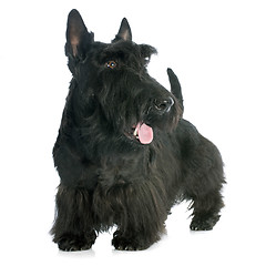 Image showing Scottish Terrier