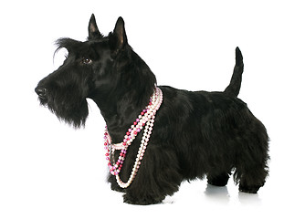 Image showing Scottish Terrier