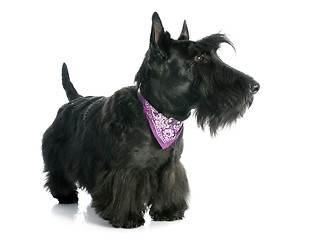 Image showing Scottish Terrier