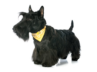 Image showing Scottish Terrier