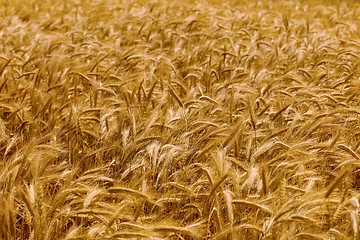 Image showing Wheat field