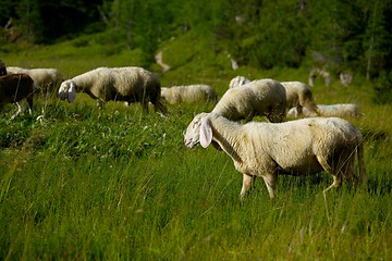 Image showing Sheep in the grass