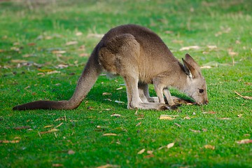 Image showing Kangaroo