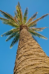 Image showing Palm Tree