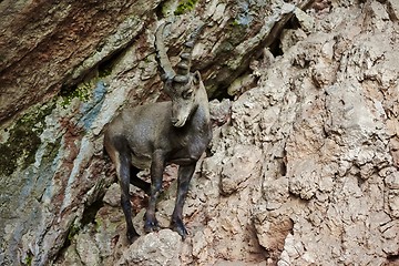 Image showing Alpine Ibex