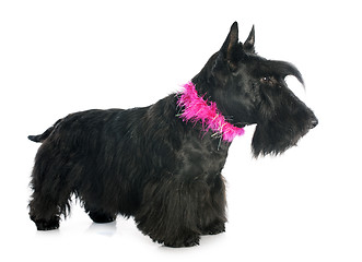 Image showing Scottish Terrier