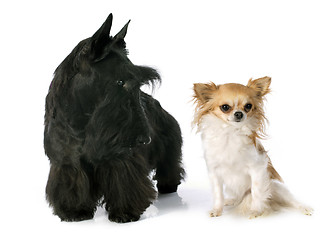 Image showing Scottish Terrier and chihuahua