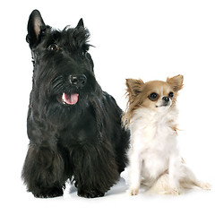 Image showing Scottish Terrier and chihuahua