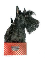 Image showing Scottish Terrier