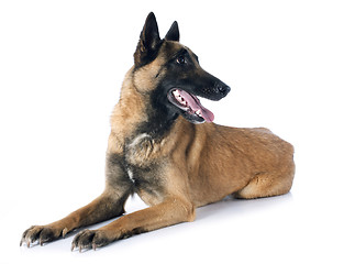 Image showing belgian shepherd