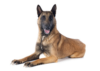 Image showing belgian shepherd