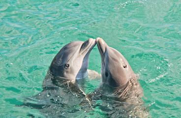 Image showing Two Dolphins Kissing