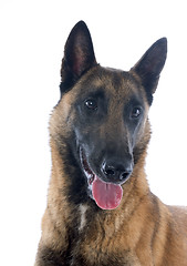 Image showing belgian shepherd