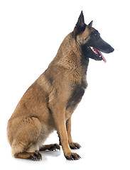 Image showing belgian shepherd