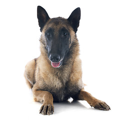 Image showing belgian shepherd