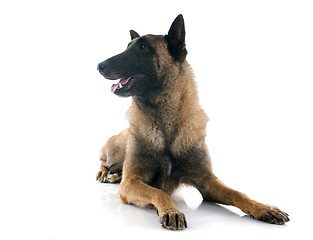 Image showing belgian shepherd