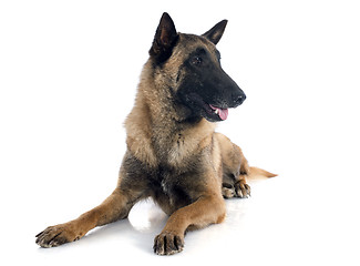 Image showing belgian shepherd