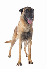 Image showing belgian shepherd