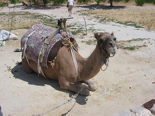 Image showing Resting saddled camel