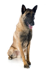 Image showing belgian shepherd