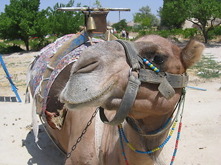 Image showing Head of a resting camel