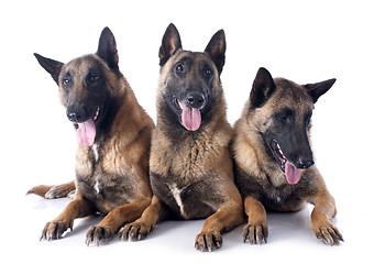 Image showing three malinois