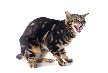 Image showing meowing bengal cat