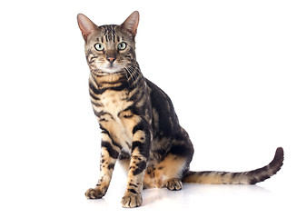 Image showing bengal cat