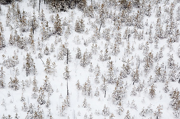 Image showing aerial view of winter forest