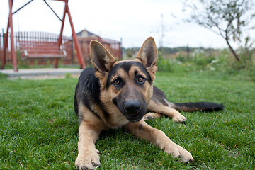 Image showing German Shepherd