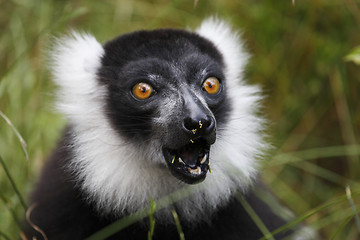 Image showing black and white ruffed lemur taken in july 2007