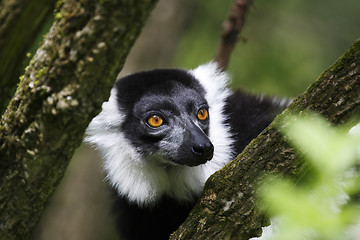 Image showing black and white ruffed lemur taken in july 2007