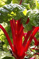 Image showing rhubarb chard beta vulgaris