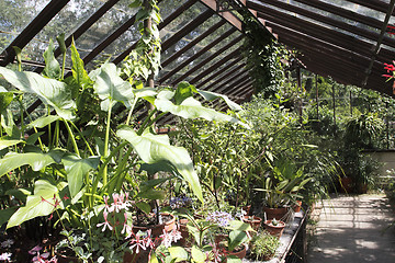 Image showing view inside a glasshouse