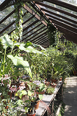 Image showing view inside a glasshouse