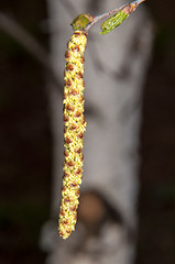 Image showing Spring Birch catkins