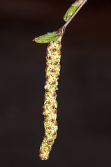 Image showing Spring Birch catkins