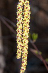 Image showing Spring Birch catkins