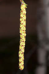 Image showing Spring Birch catkins