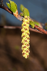 Image showing Spring Birch catkins