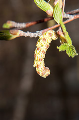 Image showing Spring Birch catkins