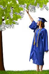 Image showing Money Tree