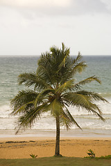 Image showing Palm Tree, Luquillo Beach, Puerto Rico