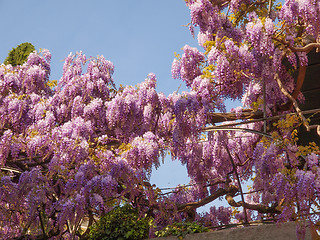 Image showing Wisteria