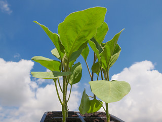 Image showing Plug aubergine plant