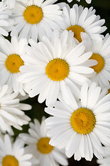 Image showing Group of Beautiful Shasta Daisies