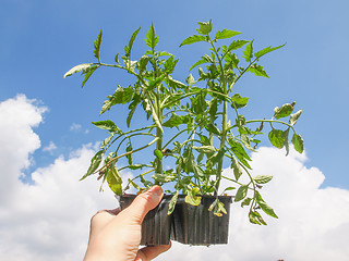 Image showing Plug tomato plant