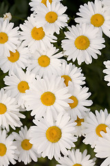 Image showing Group of Beautiful Shasta Daisies